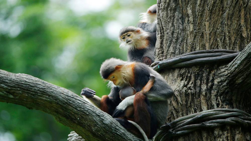 Play face and other signals